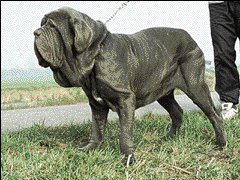 DOG ITALIAN 